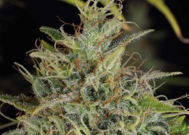 The autoflowering cannabis seeds do not need day/night maintenance