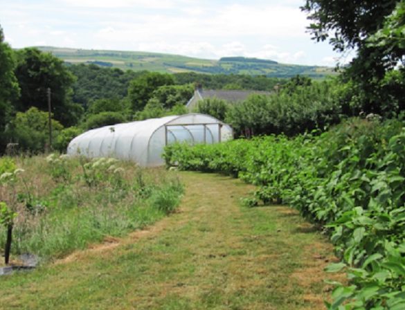 Beyond Wind Protection: Additional Benefits Of Orchard Windbreaks